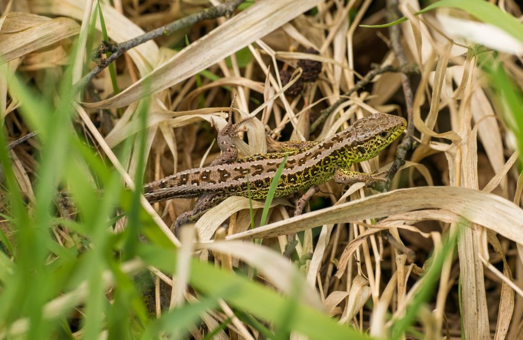 A detailed view of a lizard camouflaged in dry grass, showcasing its natural habitat.