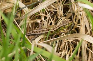 A detailed view of a lizard camouflaged in dry grass, showcasing its natural habitat.