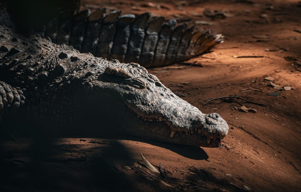 Close-up view of a crocodile resting on a sandy ground in Thailand's wildlife habitat.