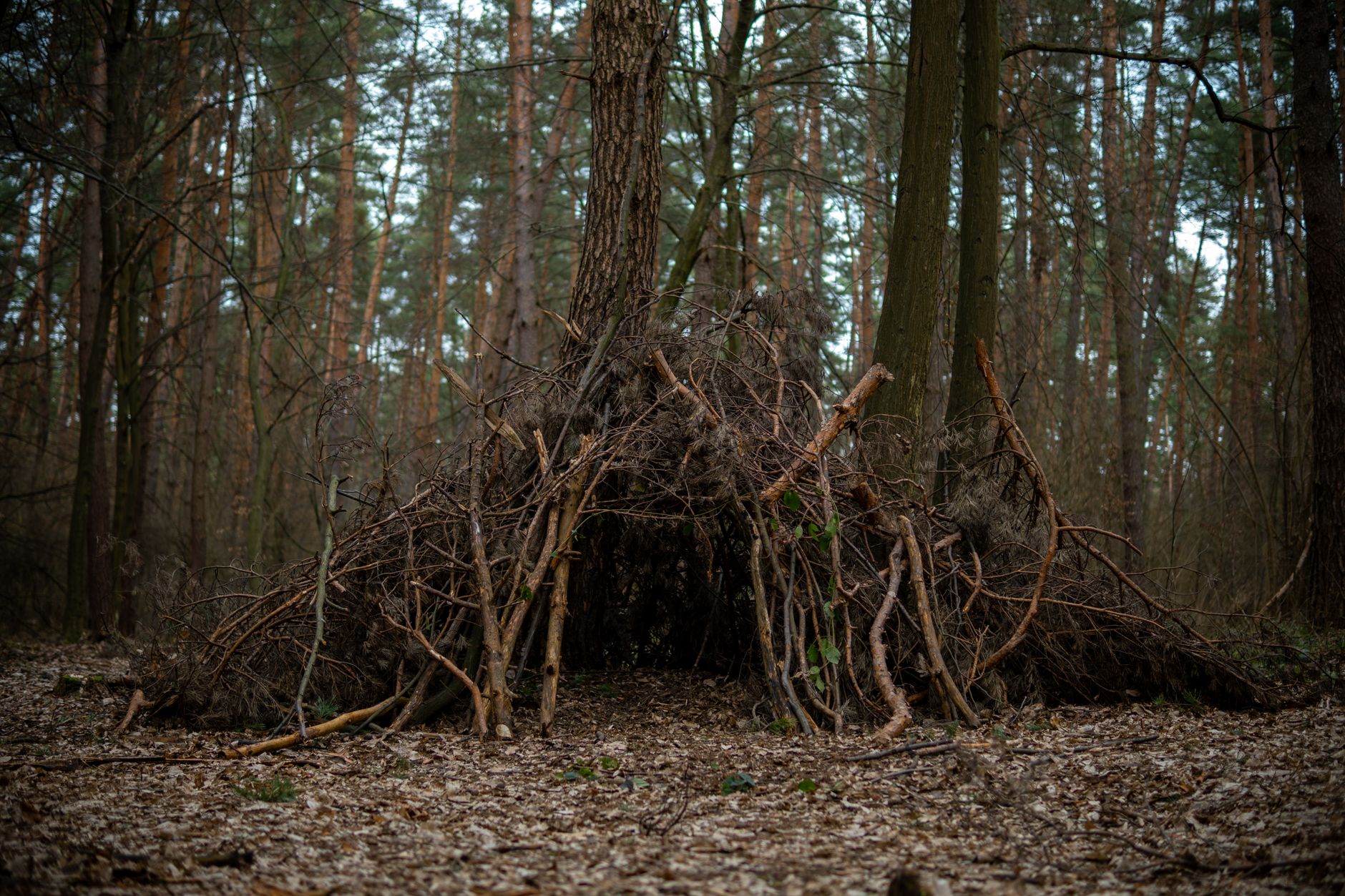 Plan pour construire un campement collectif sur serveur Survival